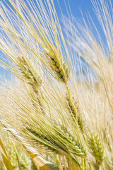 Field of rye ears of future bread in early summer