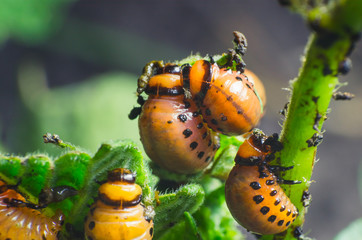 Red larva of the Colorado potato beetle eats potato leaves