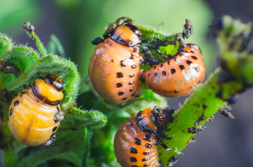 Red larva of the Colorado potato beetle eats potato leaves
