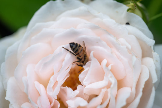 Abeille se régale dans une rose blanche