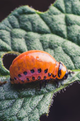 Red larva of the Colorado potato beetle eats potato leaves