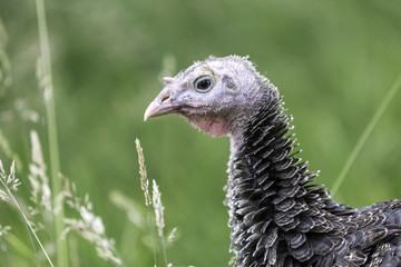 Junge Bronzepute im gr&uuml;nen Gras in Freilandhaltung