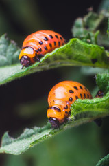 Red larva of the Colorado potato beetle eats potato leaves