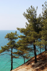 Pines at the high shore in Gelendzhik