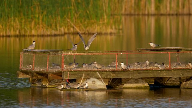 Common tern (Sterna hirundo)