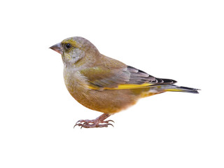 Male European greenfinch (Chloris chloris), isolated on White Background, Cut Out