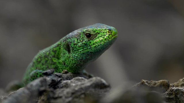Sand lizard portrait