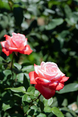 赤と白のばら「丹頂」の花のアップ	