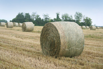 Straw bales in the field. Agricultural landscape in summer