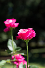 ピンク色のばら「恋心」の花のアップ