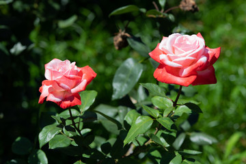 赤と白のばら「丹頂」の花のアップ	