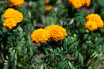 オレンジ色のマリーゴールドの花のアップ	
