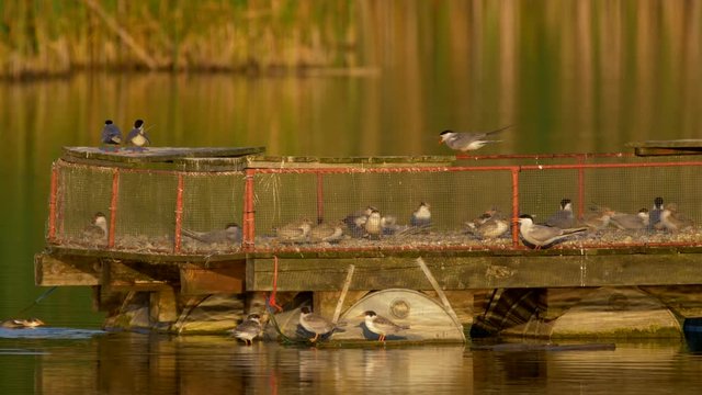 Common tern (Sterna hirundo)
