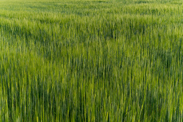 Green wheat barley field growing agriculture rural organic crop