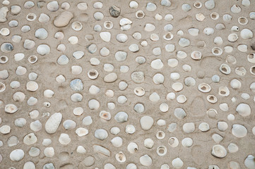 Sea ocean shell in beach sand pattern texture 