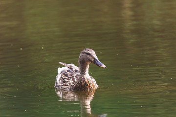 the duck swims along the water.
