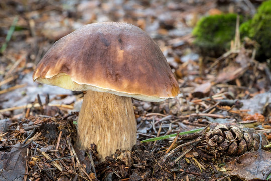 Amazing edible mushroom boletus edulis