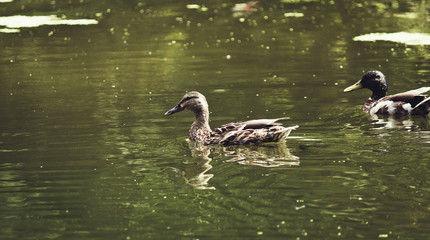 the duck swims along the water.