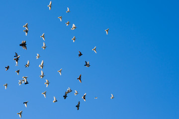A flock of tamed pigeons flying against the cloudless blue sky