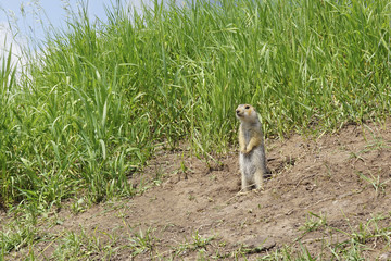 The gopher on Guard, animals in the wild nature. The gophers climbed out of the hole on the lawn ,...