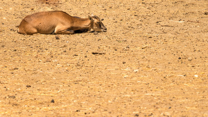 Fototapeta premium A young goat on sand