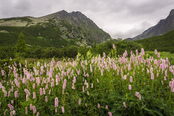 Mountain flowers against the background of Gerlach peak. Velicka Valley. Tatra Mountains. Slovakia.