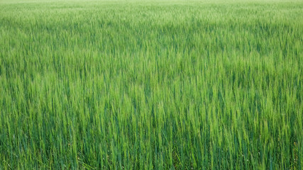 A farmer's field with barley grain. Fullscreen texture.