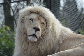 lion de face au zoo