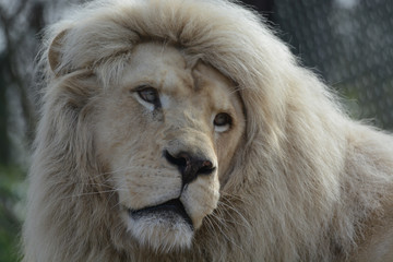 lion seul de face au  zoo