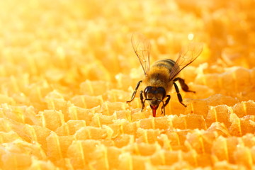 Bee in honeycomb 