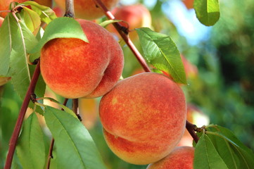 Peaches on a tree