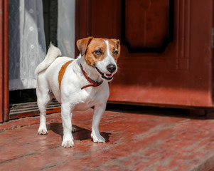Portrait of cute small dog jack russel terrier standing outside on wooden porch of old house near...