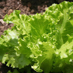 Fresh green lettuce plants growing in the vegetable garden in summer