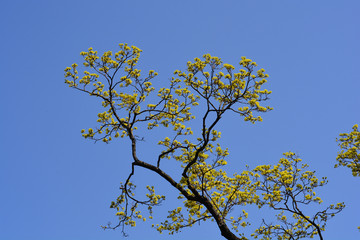 Norway maple