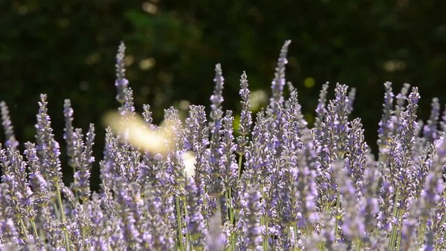 Schmetterlinge und Bienen im bl&uuml;henden Lavendel
