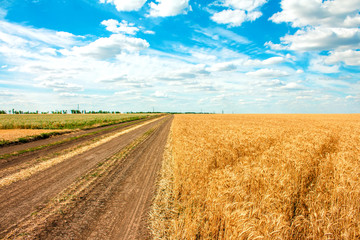 a country road along a wheat field