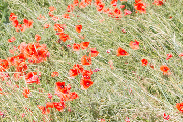 Fototapeta premium Field of red poppy flowers in the South in early summer