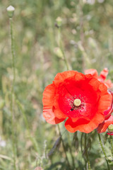 Field of red poppy flowers in the South in early summer