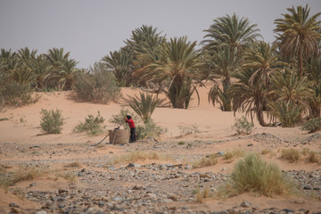 Oaza na Saharze - obrazy, fototapety, plakaty