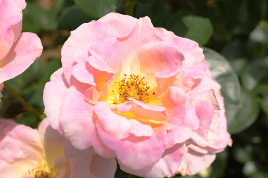 薔薇(エル)