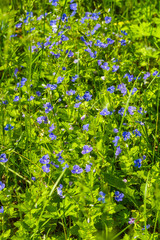 Natural background. Glade Beautiful blue small flowers