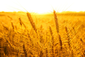 a field of wheat in the sunset light