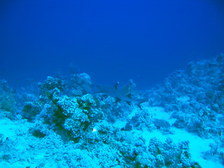Fototapeta na wymiar Gray Reef Shark on coral underwater world