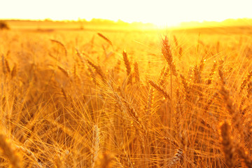 a field of wheat in the sunset light