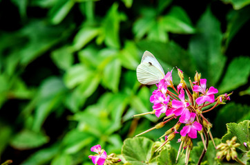 A lemon butterfly sits on a lilac flower and eats.
