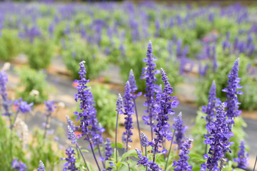 ブルーサルビア