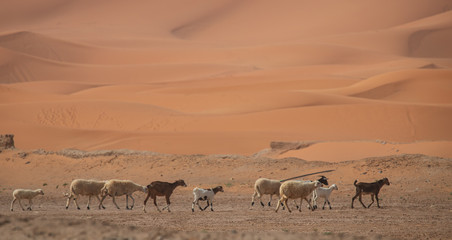 Owce na pustyni - obrazy, fototapety, plakaty