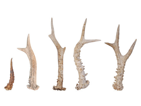 Roe deer (Capreolus capreolus), antlers isolated on white background