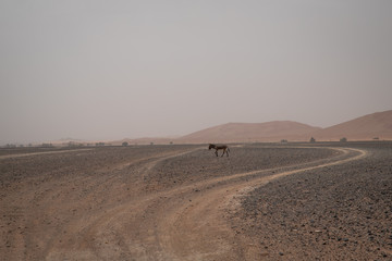 Fototapeta na wymiar Ruiny na pustyni