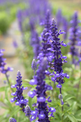 ブルーサルビア